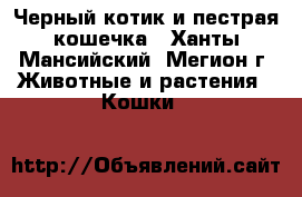 Черный котик и пестрая кошечка - Ханты-Мансийский, Мегион г. Животные и растения » Кошки   
